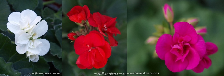 pelargonii_restoran_2013