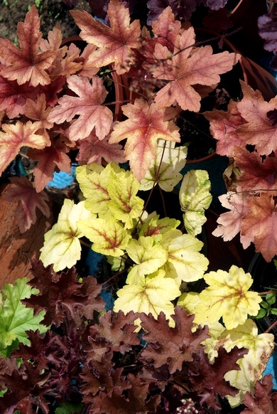 heuchera