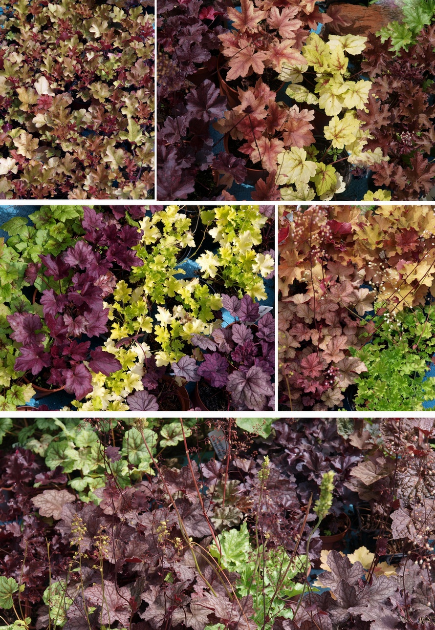 flowerslove_heuchera