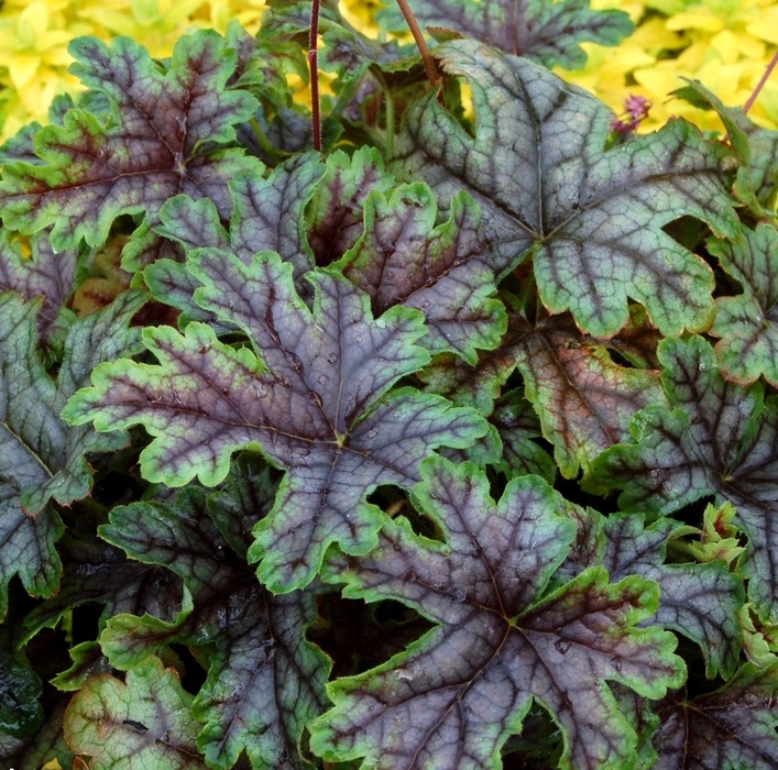 heucherella_tapestry_leaves1_wtrmk[1]