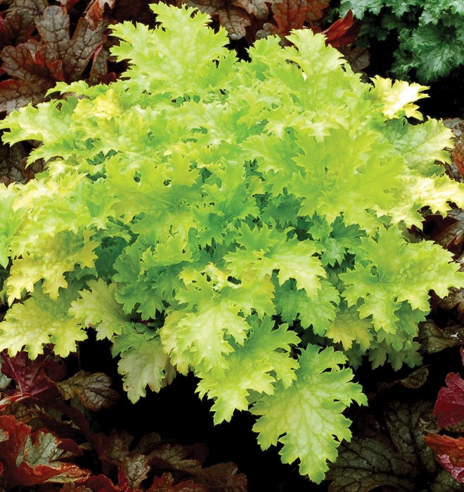 heuchera_pear_crisp_1b_1[1]