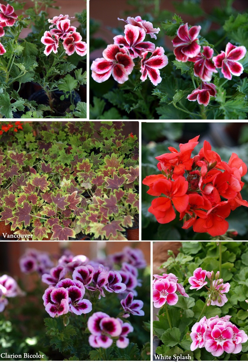 flowerslove_pelargonium_2012