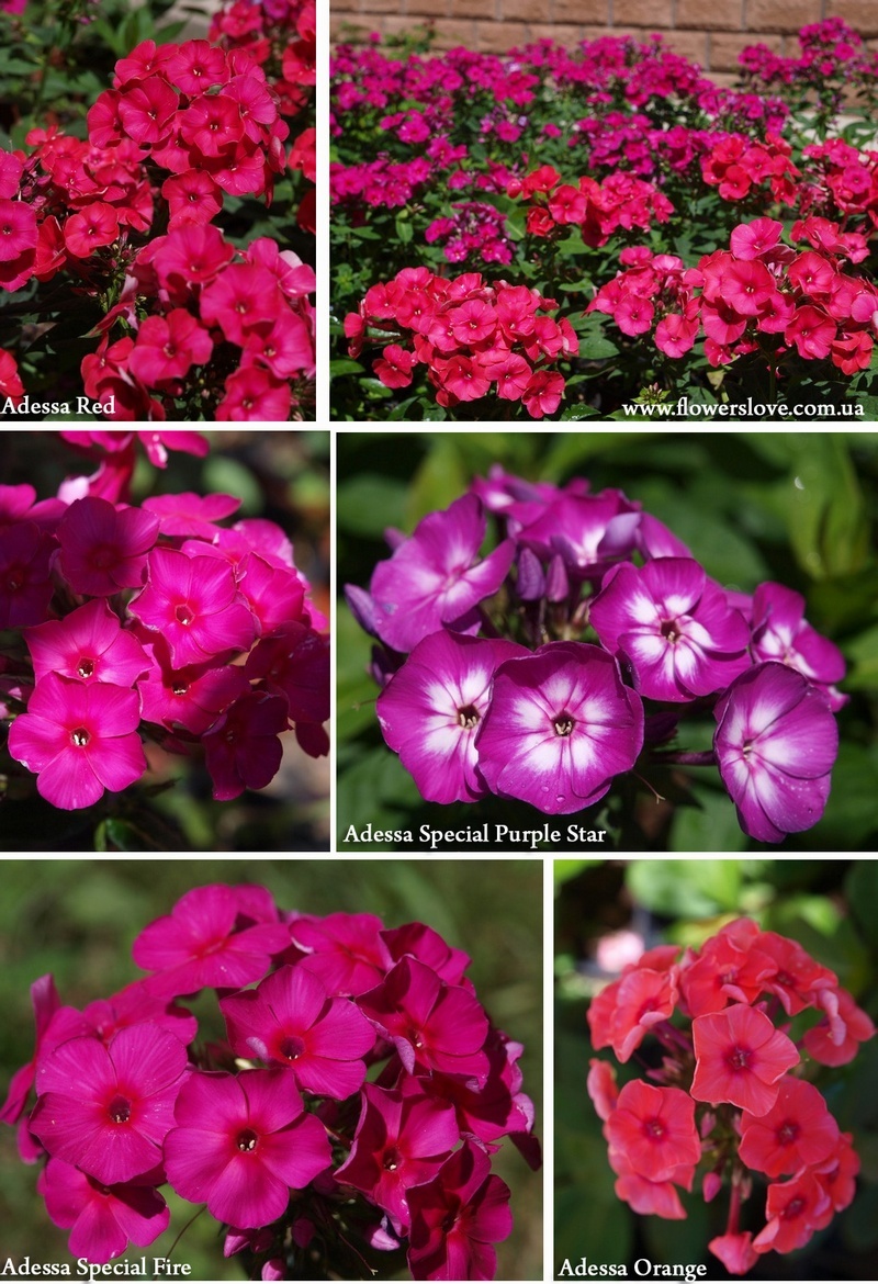 flowerslove_phlox_