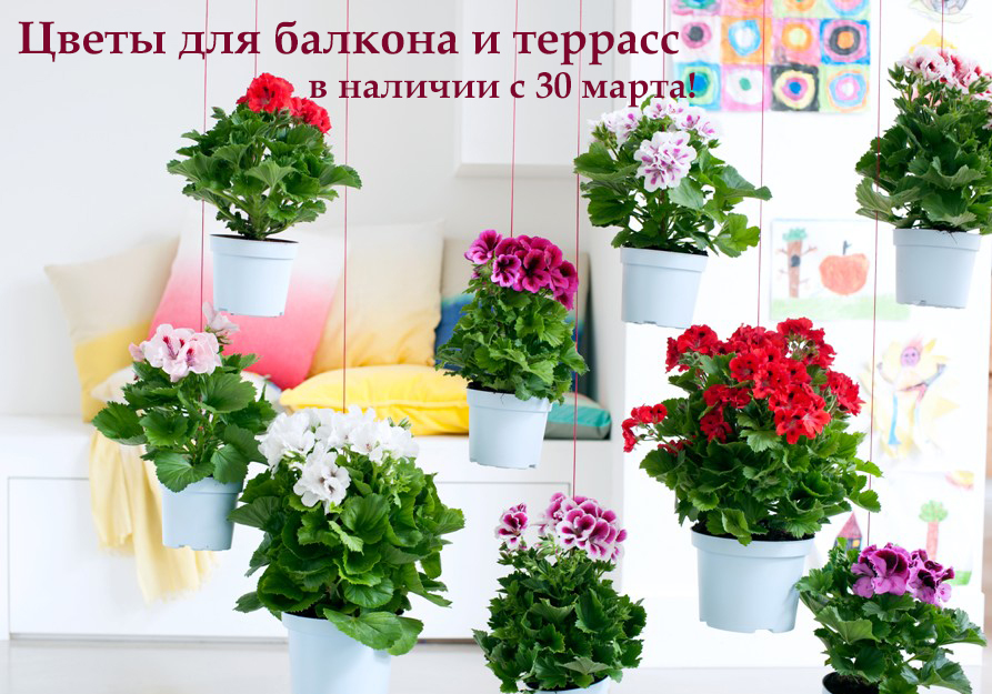 цветы для балкона пеларгония петуния купить киев одесса