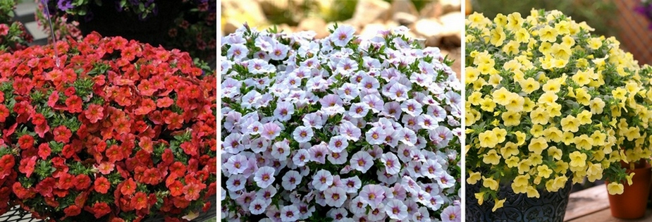 flowerslove_calibrachoa