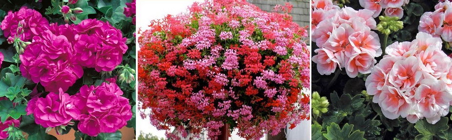 pelargonium_kiev