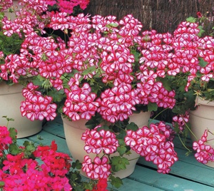 pelargonium happy