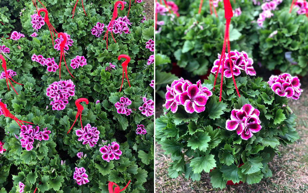 pelargonia_kupit_kiev