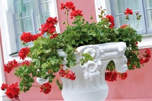 pelargonium Ivy