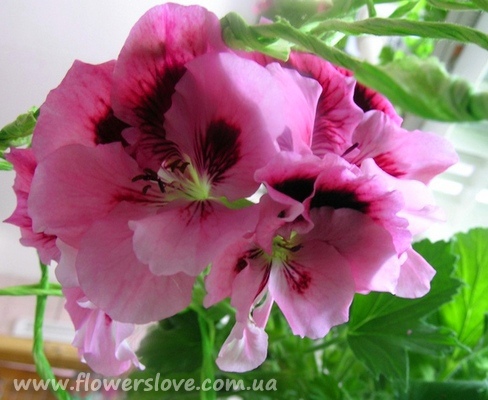 Pelargonium