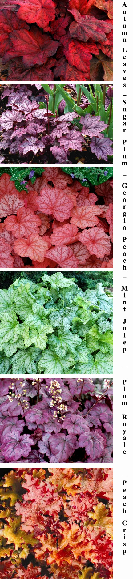 heuchera heuchera