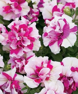 petunia_ripple