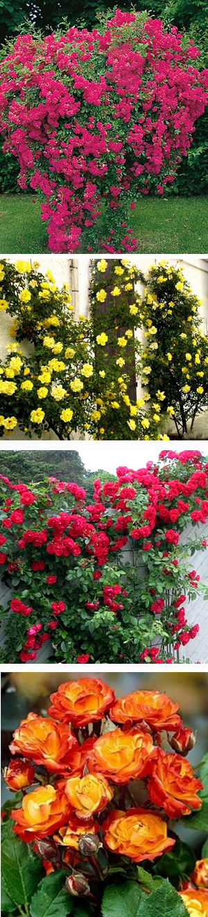 rose_kiev_flowers rose_kiev_flowers