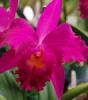 Эксклюзивно для Flowers Love фото орхидей с ботанического сада на Гавайях от нашего фотографа! 