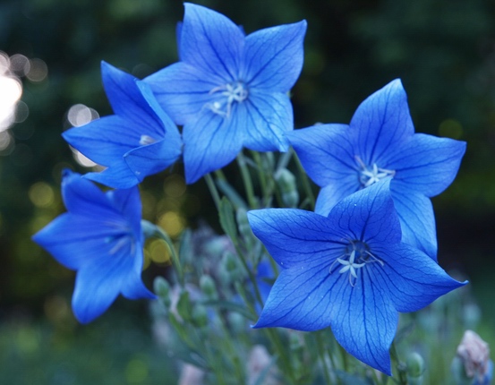 Платикодон синий многолетнее растение