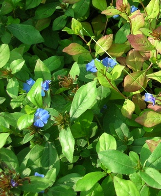 Церастостигма Autumn Blue многолетнее растение