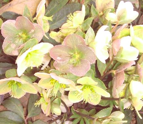 Морозник Green Corsican многолетнее растение