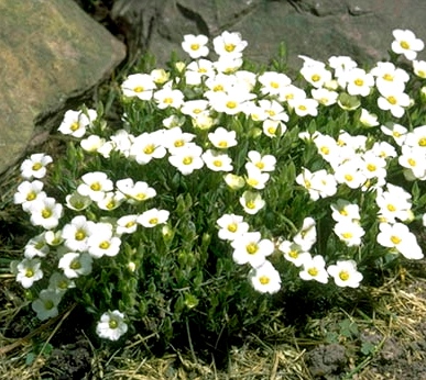 Аренария montana  многолетнее растение