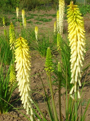 Книфофия uvaria Litle Maid многолетнее растение