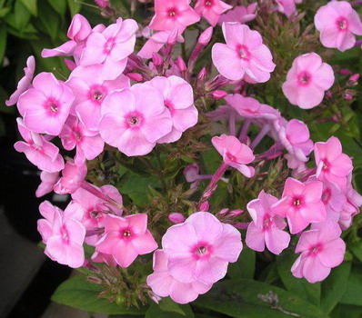 Флокс Junior Bouquet  многолетнее растение