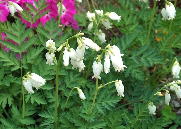 Дицентра formosa White многолетнее растение