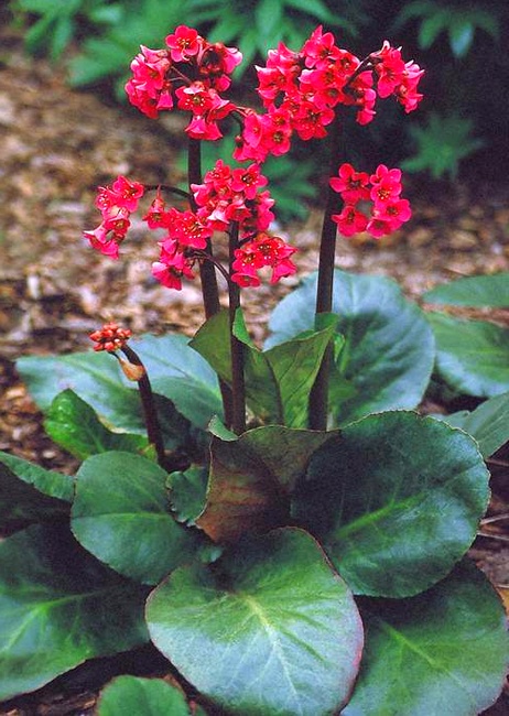 Бадан (бергения) Winterglut  многолетнее растение