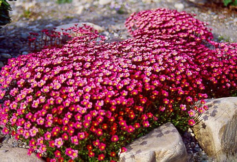 Камнеломка andresii Purpurmantel многолетнее растение