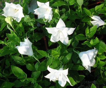 Платикодон махровый белый многолетнее растение