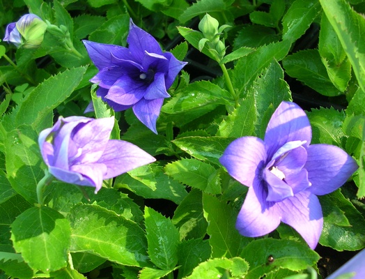 Платикодон махровый синий многолетнее растение