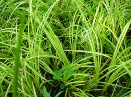 фото товара Декоративные травы