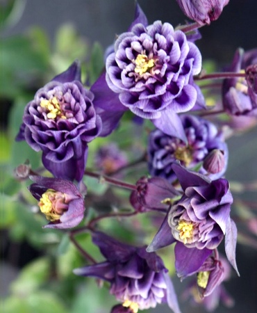 Аквилегия Winky Double Dark Blue многолетнее растение