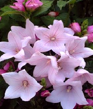 Платикодон розовый многолетнее растение