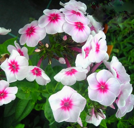 Флокс Adessa Pink Star многолетнее растение