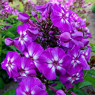 Флокс Adessa Special Purple Star пряное растение
