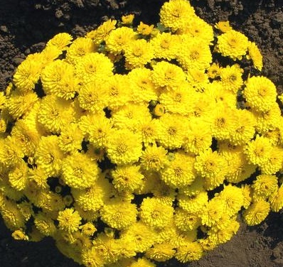 Хризантема шаровидная желтая GigiYellow многолетнее растение