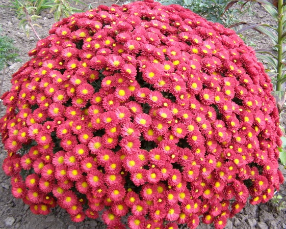 Хризантема шаровидная хризантема розовая многолетнее растение