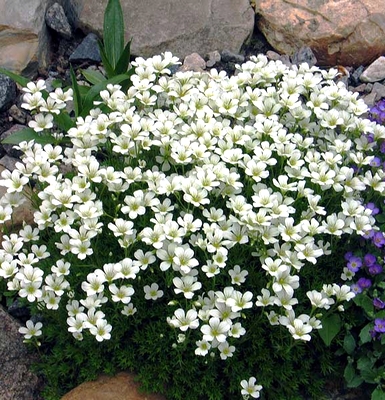 Камнеломка andresii White многолетнее растение