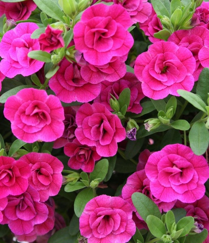 Калибрахоа Superbell Double Rose декоративное растение