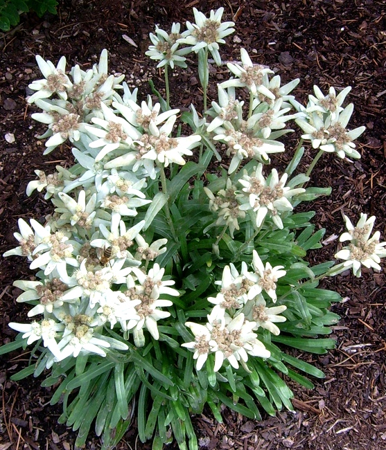 Эдельвейс Alpinum Matterhorn многолетнее растение