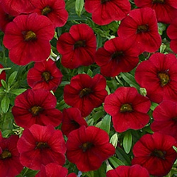 Калибрахоа Calita  Deep Red декоративное растение