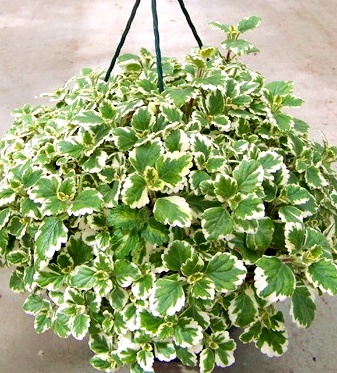 Плектрантус ампельный variegata декоративное растение