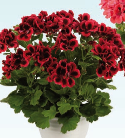 xПеларгония королевская Clarion Dark Red в горшке декоративное растение