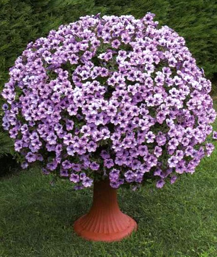 xСурфиния ампельная Purple Vein в горшке декоративное растение