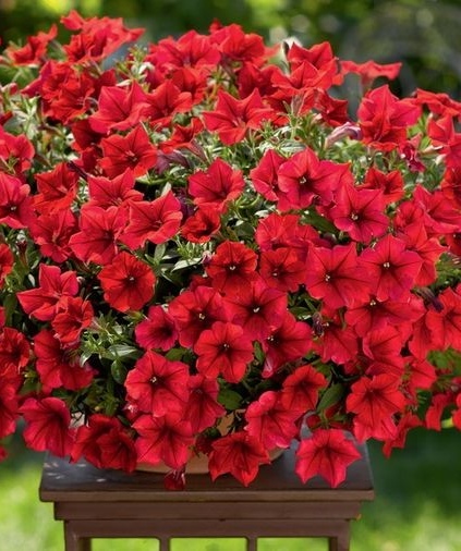xСурфиния ампельная Table Dark Red в горшке декоративное растение