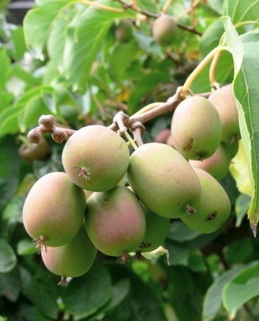 Актинидия (киви) самоплодная многолетнее растение
