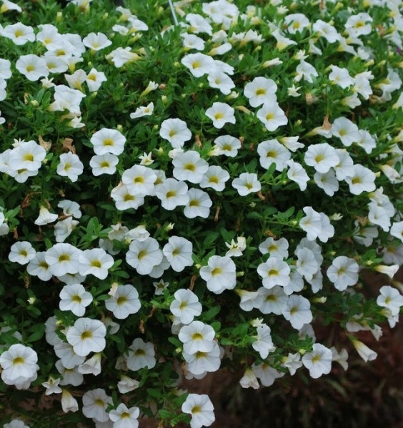 xКалибрахоа белая в подвесном горшке декоративное растение
