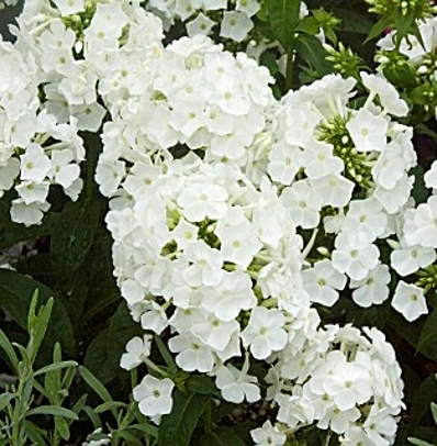 Флокс Adessa White многолетнее растение
