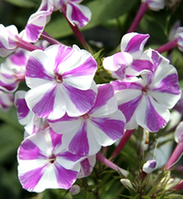 Флокс Adessa Lilac Twist многолетнее растение