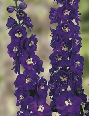 Дельфиниум Jupiter Purple многолетнее растение