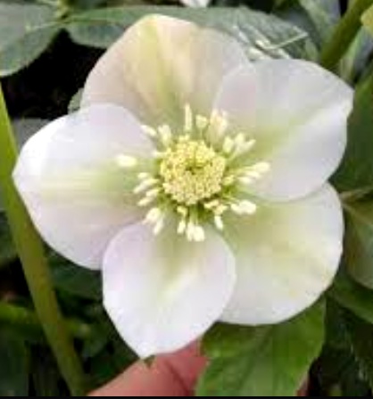 Морозник White Pretty Ellen многолетнее растение